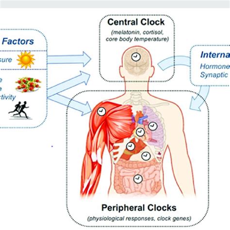 The Architecture Of The Circadian System Poggiogalle 2018