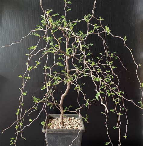 Commiphora Monstruosa Furniture Home Living Gardening Plants