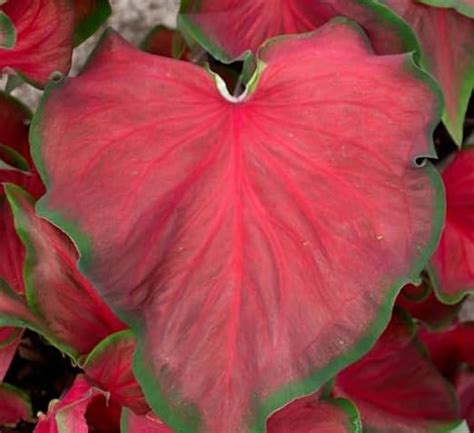 Amazon Red Ruffles Caladium Bulbs For Planting Perennial