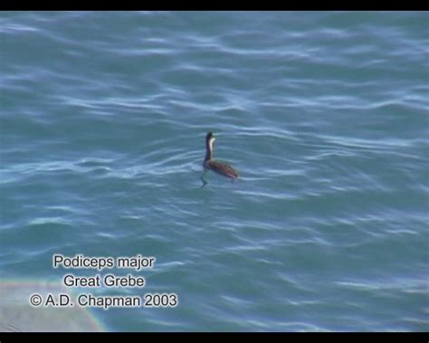 Podiceps Major Great Grebe Great Grebe Podiceps Major Flickr