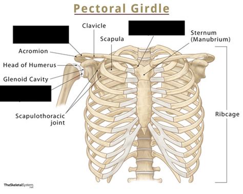 Unit Anatomy Scapular And Pectoral Flashcards Quizlet