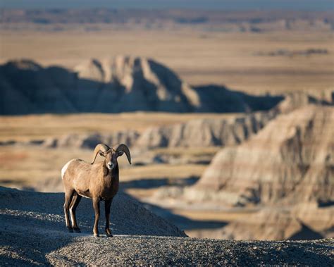 Badlands National Park Itinerary: 1, 2, or 3 Days of Adventure ...