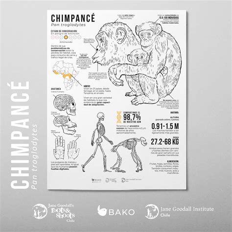 Coloreable Chimpancé Bako