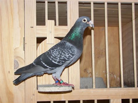 D Lyle Perry How To Spot A Racing Pigeon