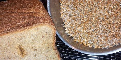 Essene Bread for the Bread Machine Recipe | Allrecipes