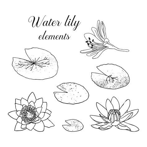 Hand Drawn Water Lily With Leaves Botanical Vector Illustration Of