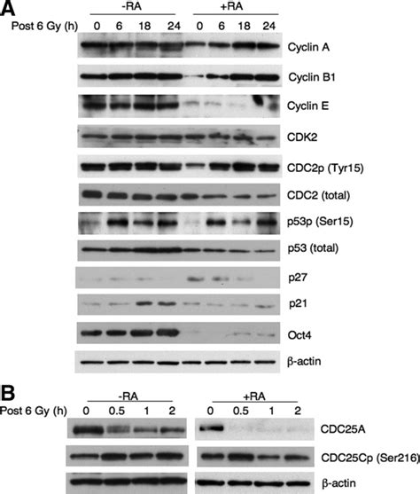 Distinct expression of cell cycle-related proteins in undifferentiated ... 