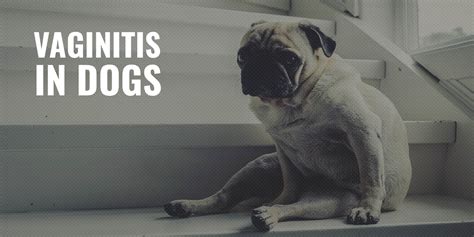 Vaginitis in Dogs – Definition, Symptoms, Prevention, Treatment & FAQs