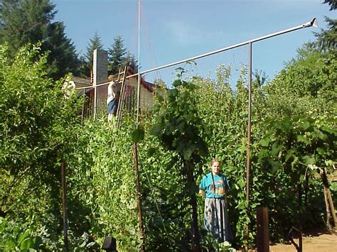 The Ultimate Diy Pole Bean Trellis