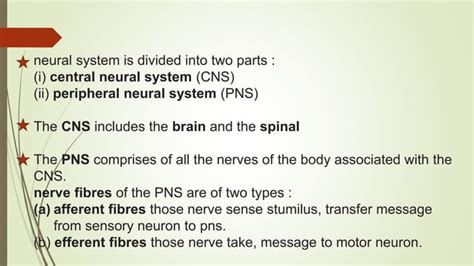 Neural Control And Coordination Ppt Presentation Class Biology Ncert