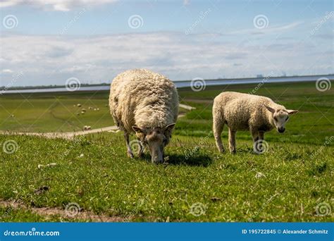 Sheep Resting And Grazing Grass On The At The North Sea In Germany