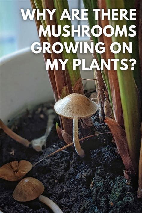 Why Are There Mushrooms Growing On My Plants Ourhouseplants