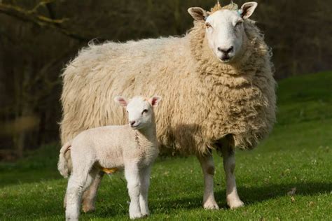 Lamb Vs Sheep: What Are The Differences Between Sheep And Lambs? - SheepCaretaker