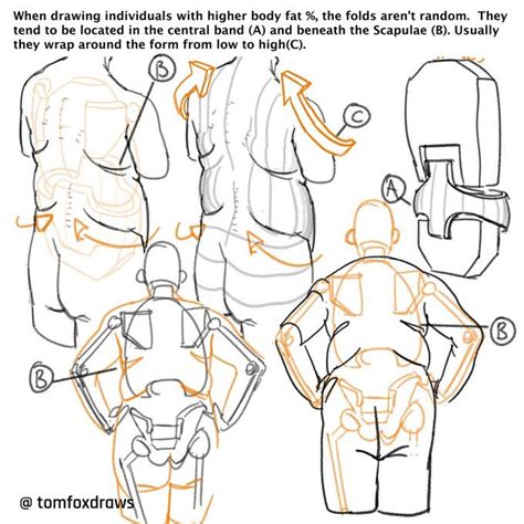 Tomfoxdraws On Twitter Human Anatomy Drawing Art Reference Anatomy Art