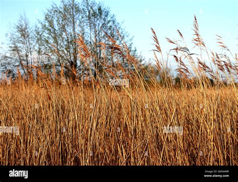 Sunrise At London Wetland Centre In Barnes London Stock Photo Alamy