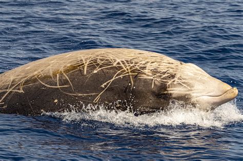 Cuvier's Beaked Whale: Identification Card of this Marine Mammal