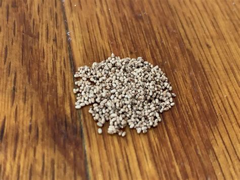 Just found piles of these .. please tell me it’s not termites .. : r