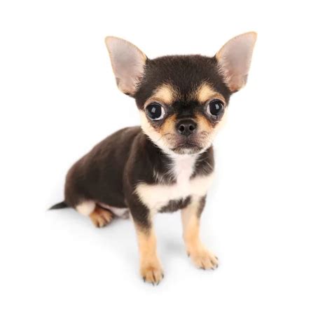 Very scared chiwawa puppy — Stock Photo © feedough #5435895