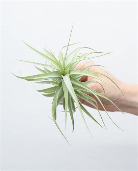 Tillandsia Bergeri Online Kaufen Farnwerk Design Lebt