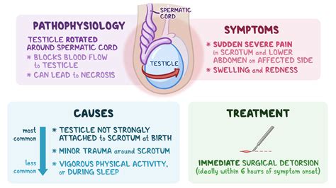 Osmosis - Testicular Torsion: What Is It, Causes, Pain, Appearance ...