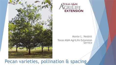 Pecan Varieties, Pollination, & Spacing - TPGA