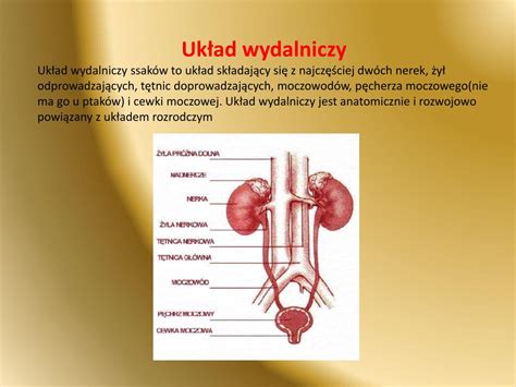 PPT UKŁAD WYDALNICZY PowerPoint Presentation free download ID 4593214