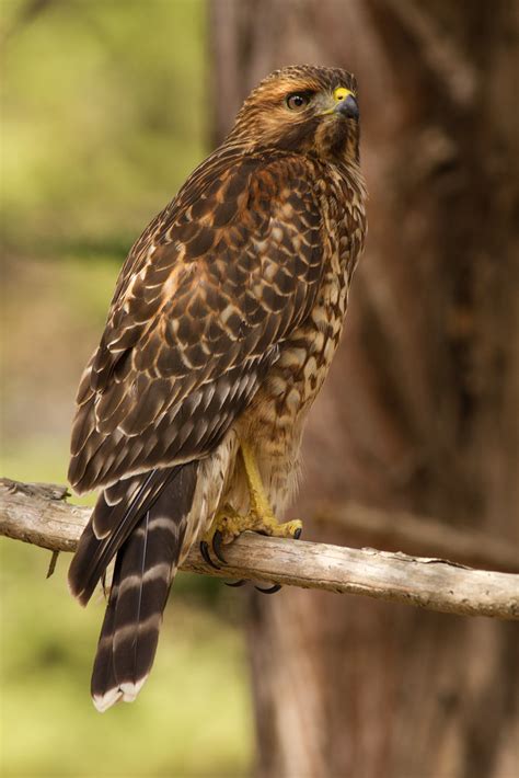 Red Shouldered Hawk Explored Presidio 2014 Wikiphotographer