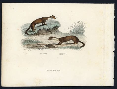 C. 1837 MARTIN & WEASEL Engraving Original Antique Print Mini Animal ...