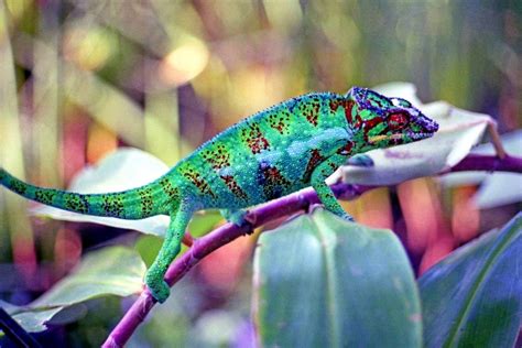 The Most Colorful Chameleons Pictolic