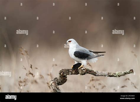 Black Winged Kite Elanus Caeruleus Stock Photo Alamy