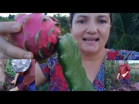 Plantando Pitaya Plantando Sementes De Milho E Fava YouTube