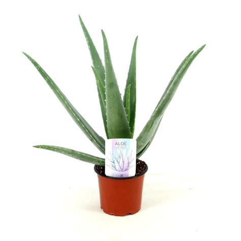 Aloes Leczniczy Aloe Vera Ro Lina Domowa Sadzonka Cena Plumeria Pl