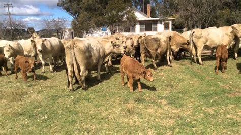 Charolaisangus X Cows And Calves Youtube