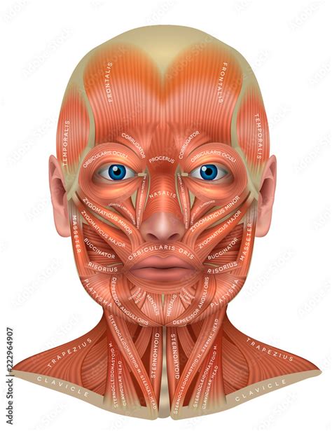 Muscles of the face and neck structure physiology study diagram ...