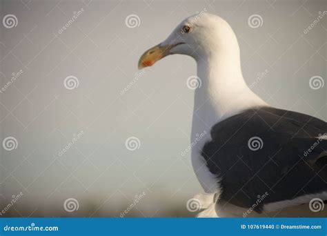 Seagull Sitting on Corner of Pier Railing Stock Photo - Image of left ...