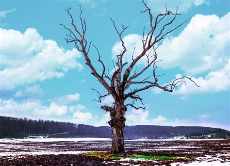 Free Images Landscape Tree Nature Branch Mountain Snow Winter