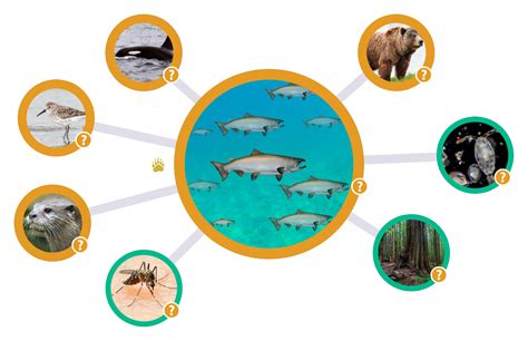 Salmon Food Web