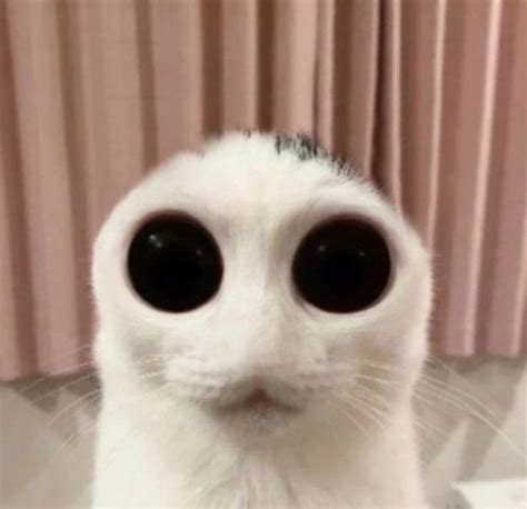 Gợi ý Chủ đề Cho Bài Viết One Eyed Cat Meme One Eyed Cat Meme Những