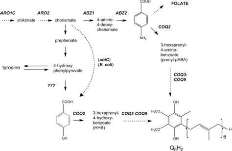 Aminobenzoic Acid