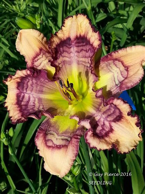 Lewis Daylily Garden Patterned Daylilies From The Summer Of 2016