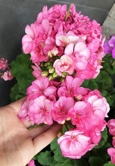 10pcs Rare Geranium Seeds Appleblossom Rosebud Pelargonium Perennial