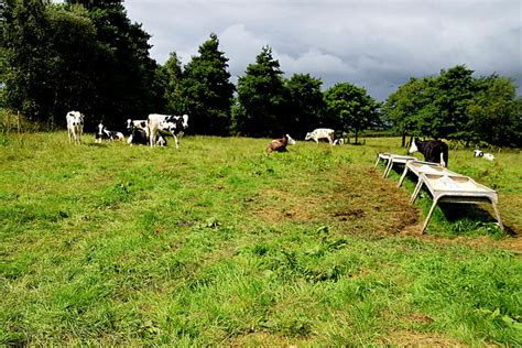 Cattle Cavandarragh Kenneth Allen Cc By Sa 2 0 Geograph Britain