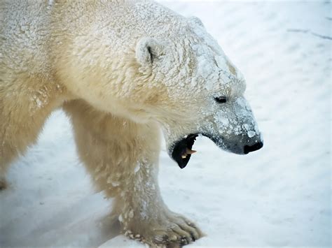 Polar Bears Animals Wallpaper 13129696 Fanpop