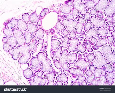 Histology Human Salivary Gland Tissue Show库存照片688669660 Shutterstock