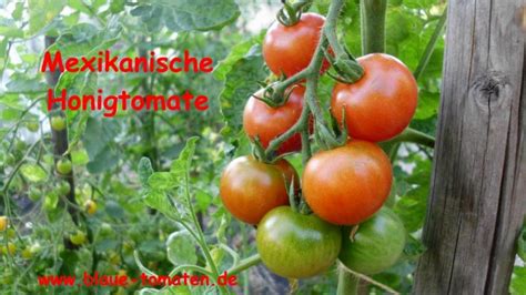 Tomatenreich Tomaten Samen Gemüse Saatgut Mexikanische Honigtomate