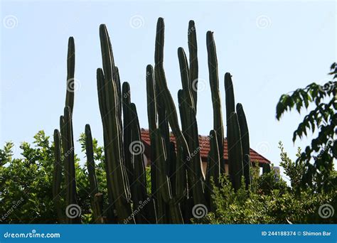 Cactus Grandes E Espinhosos Foto De Stock Imagem De Espinho Israel