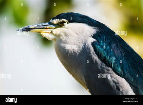 Black Crowned Night Heron Stock Photo Alamy