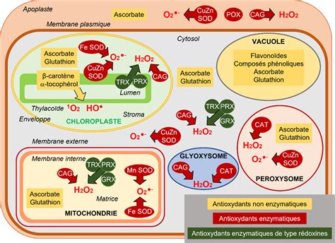 Contraintes Environnementales Et Stress Oxydant Chez Les Plantes