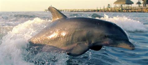 Paddle Among The Dolphins St George Plantation Owner S Association