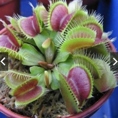 Jual Bibit Dionaea Muscipula Venus Fly Trap Tanaman Karnivora Seeds